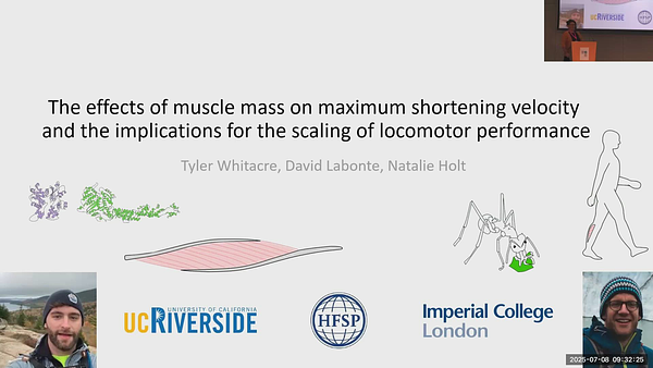 The effects of muscle mass on maximum shortening velocity and the ...