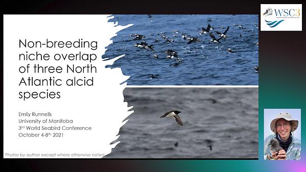 Non-breeding niche overlap of three North Atlantic alcid species ...