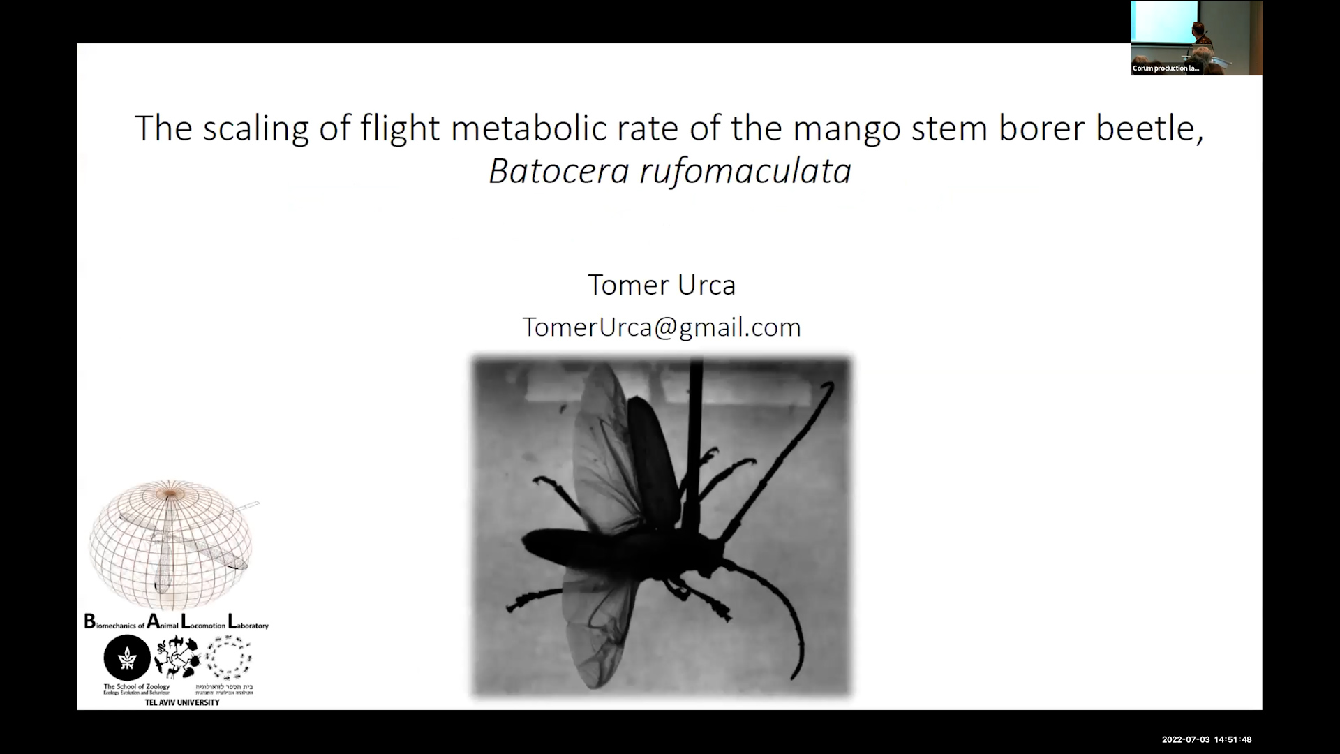 Underline The scaling of free flight energetics of the mango